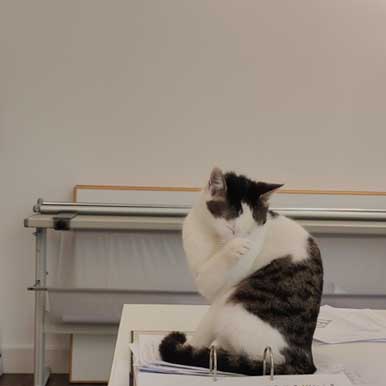 Bürokatze